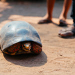 DSC_1163-2web tortue qui sort