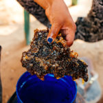 DSC_1167-2web miel avec alvéoles