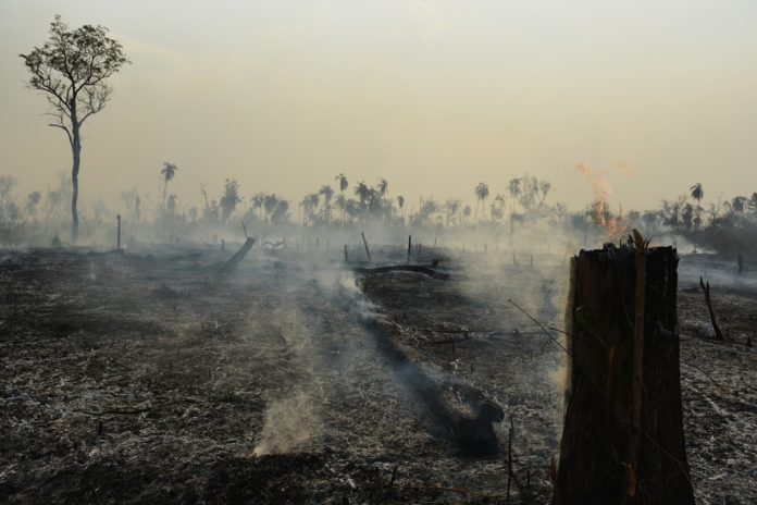 La croissance économique consumera l’Amazonie jusqu’au dernier arbre