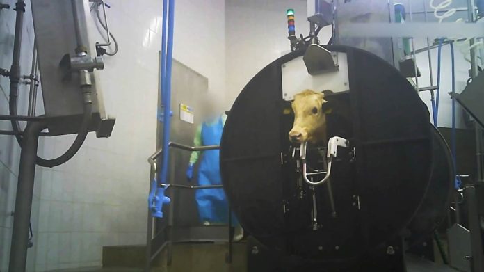 L214 : images intenables d’un abattoir industriel de veaux en France