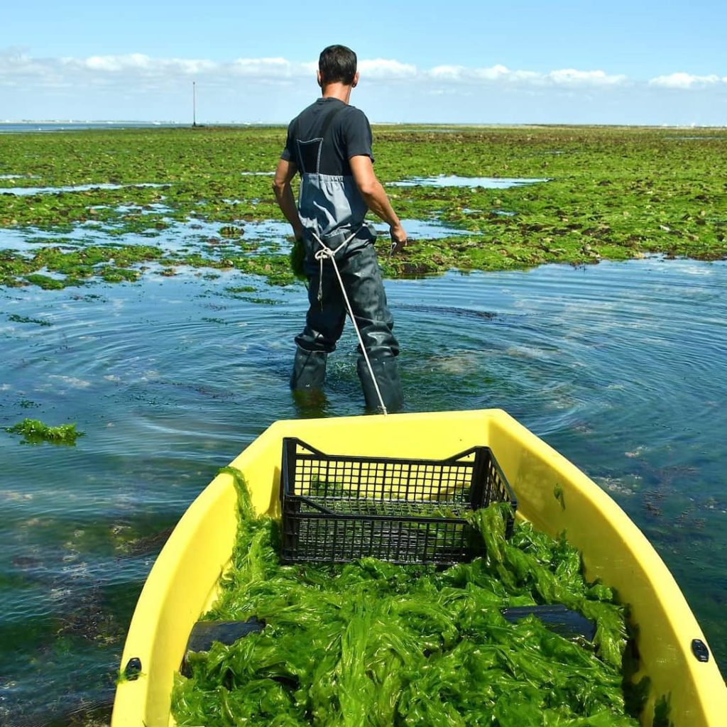Un couple de français lancé dans la culture écologique d'algues