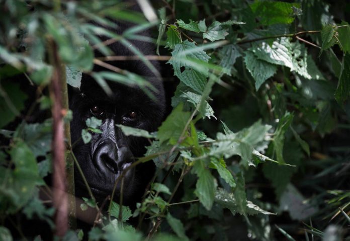 Populations de gorilles et chimpanzés en augmentation : un paradoxe du tourisme au Rwanda