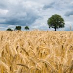 agriculture-2549245_1920