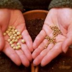 seeds-in-hands