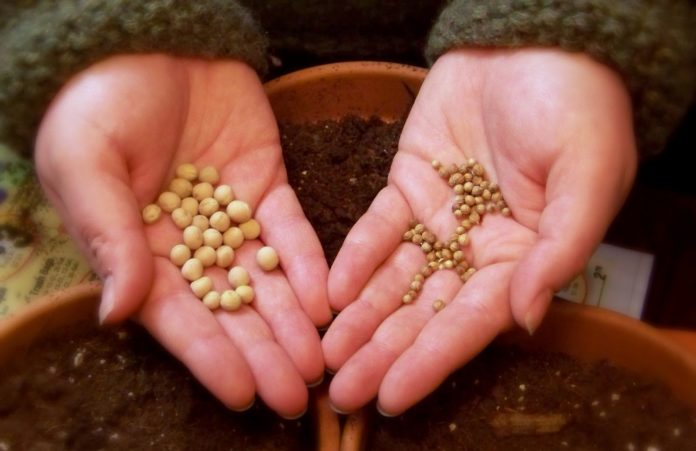 Triticum : résilience alimentaire, agriculture low-tech et semences paysannes