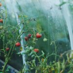 tomatoes-1180852_1920