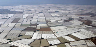 Agriculture intensive : comment l’Andalousie se transforme en désert