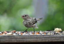 La dispersion des graines par les oiseaux bloquée par l’activité humaine