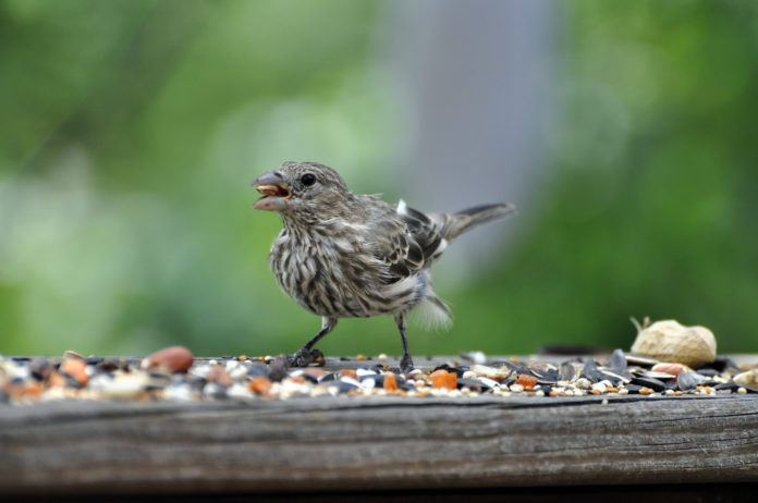 La dispersion des graines par les oiseaux bloquée par l’activité humaine