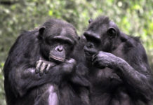 Les grands singes également menacés par le coronavirus