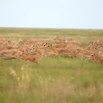 ACBK_Albert-Salemgareev(3)