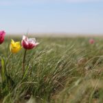 ACBK_Albert-Salemgareev(6)