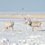 ACBK_Alyona-Koshkina(1)