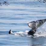 orca II