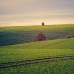 fields-3799279_1920
