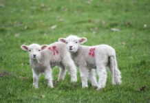 Coronavirus : des milliers d’animaux « bloqués » dans les fermes