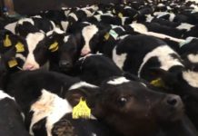 Transports de veaux : la souffrance des animaux exposée par L214 (Vidéo)