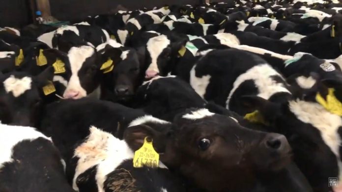 Transports de veaux : la souffrance des animaux exposée par L214 (Vidéo)