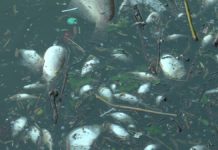 Accident industriel : 200 000 tonnes de boue déversées dans l’Escaut