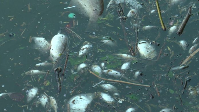 Accident industriel : 200 000 tonnes de boue déversées dans l’Escaut