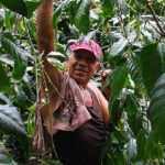 GoldMountain-Nicaragua-Cuei