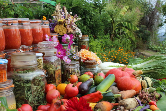 Le Potager Permacole, une revue numérique pour accompagner la transition