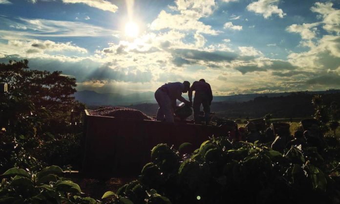 Coronavirus : les producteurs de café ont besoin d’acheteurs éclairés pour contrer les lobbies