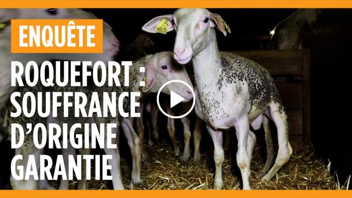 Enquête : des milliers d’agneaux maltraités pour faire du roquefort