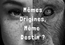 Les Français déconfinés, les chimpanzés toujours en danger !