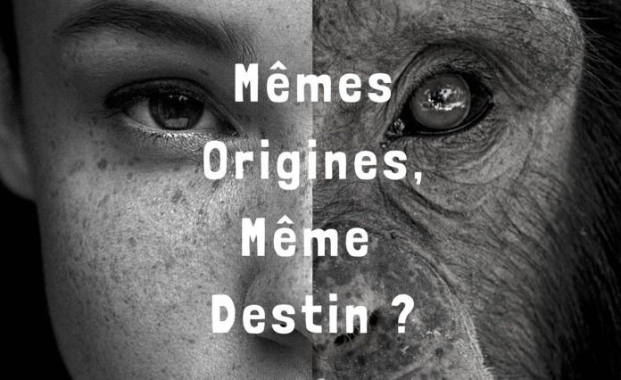 Les Français déconfinés, les chimpanzés toujours en danger !