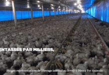 Enquête : la face cachée du poulet brésilien de Domino’s Pizza