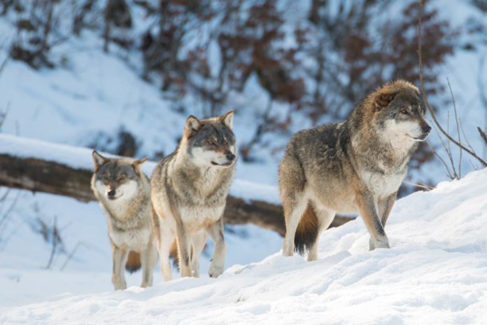 Retour des loups : pourquoi il est temps d’en finir… avec leur abattage !