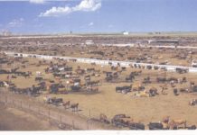 Les multinationales de l’élevage industriel sur-financées par la Banque mondiale