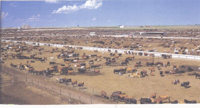 Les multinationales de l’élevage industriel sur-financées par la Banque mondiale