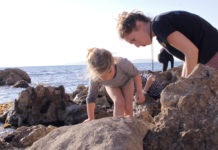 Appel aux citoyens pour évaluer la biodiversité du littoral français