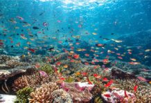 Le Corail : ce témoin oublié d’une harmonie entre l’Humain et la Nature