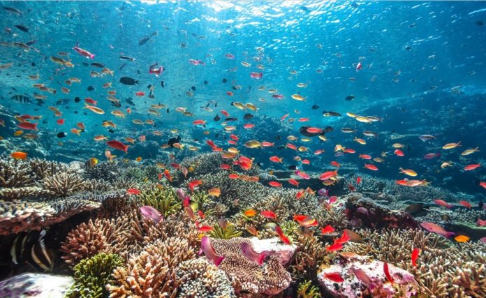 Le Corail : ce témoin oublié d’une harmonie entre l’Humain et la Nature