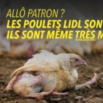lidl-affiche-camion