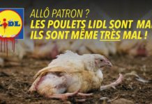 Bras de fer entre L214 et Lidl : « Allô Patron ? Les poulets Lidl sont mal, ils sont même très mal… »