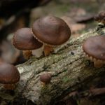 wild-shiitake-mushroom-4836310_1280