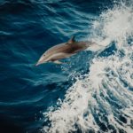 flavio-gasperini-gCpr7F7TU7s-unsplash