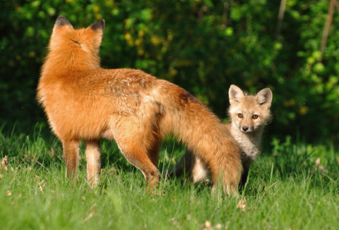 Alerte : 1430 renards sur le point d’être tués en Seine-Maritime