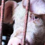 00b0b17c306378d9caf576fcc007c99e