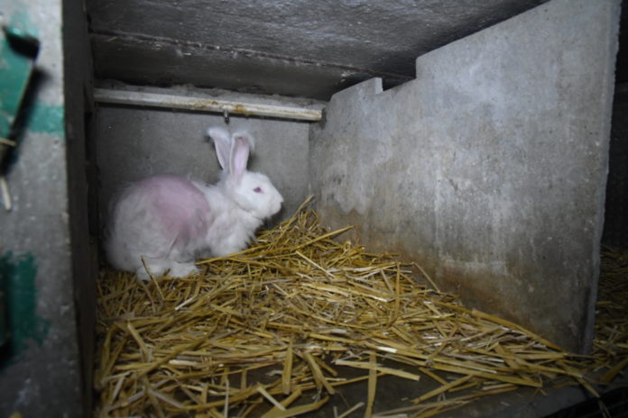 La souffrance des lapins angoras, une pratique qui doit cesser !