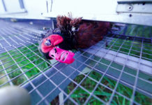 L’élevage pour la chasse : L214 dévoile une production industrielle de chair à fusil