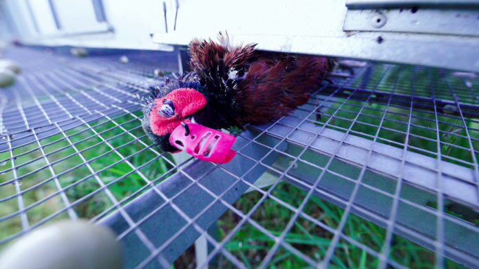 L’élevage pour la chasse : L214 dévoile une production industrielle de chair à fusil