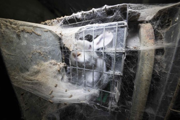 L214 dévoile les images de 40 000 lapins encagés dans le Morbihan