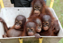 Papa Outang : une pâte à tartiner anti-huile de palme