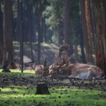 red-deer-4495854_1920