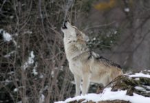 Étude : le loup est essentiel à l’équilibre des écosystèmes en France